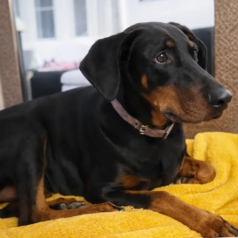 Prince Westmere thumbnail 4