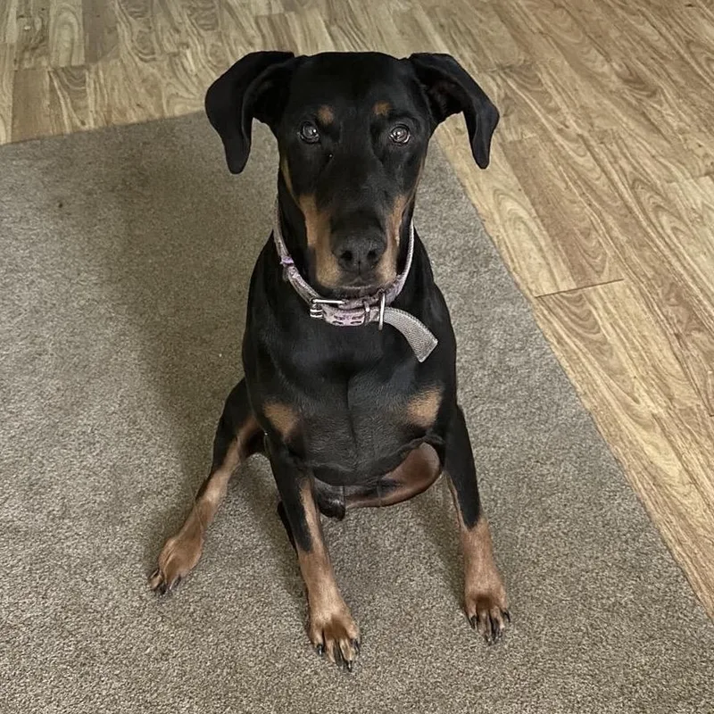 Prince Westmere thumbnail 5