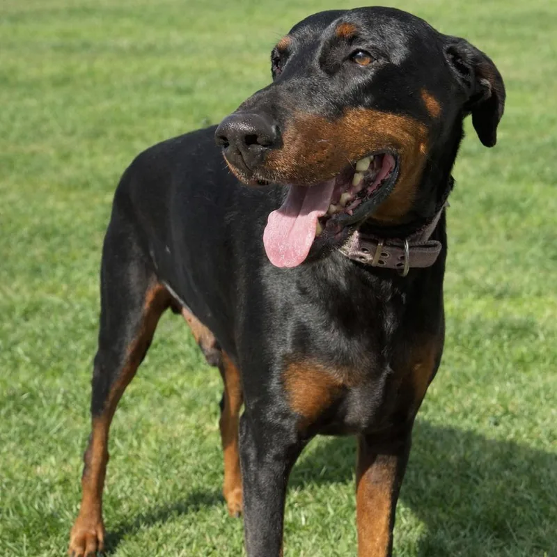 Prince Westmere thumbnail 6