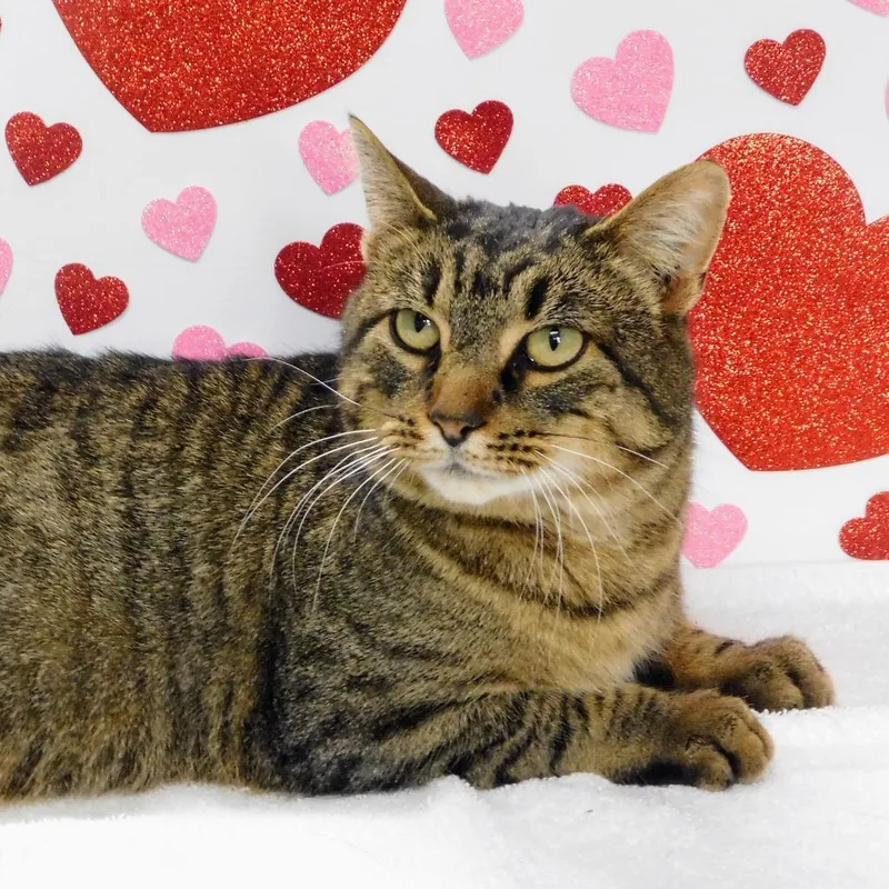 Mr. Moose thumbnail 2