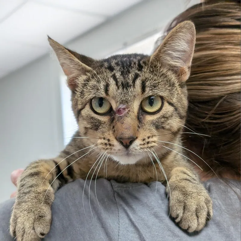 Mr. Moose thumbnail 4