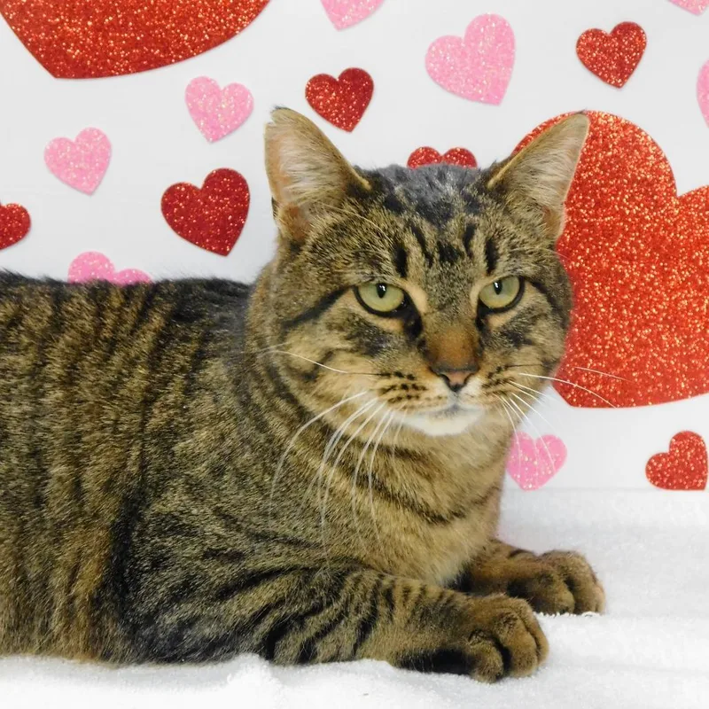 Mr. Moose thumbnail 5