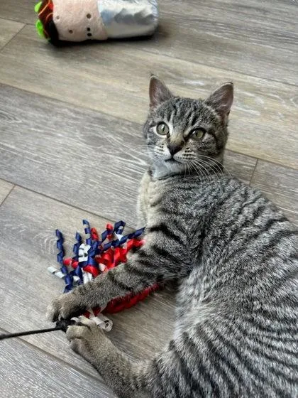 Evangeline thumbnail 2