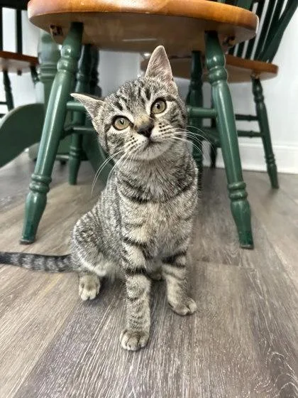 Evangeline thumbnail 3