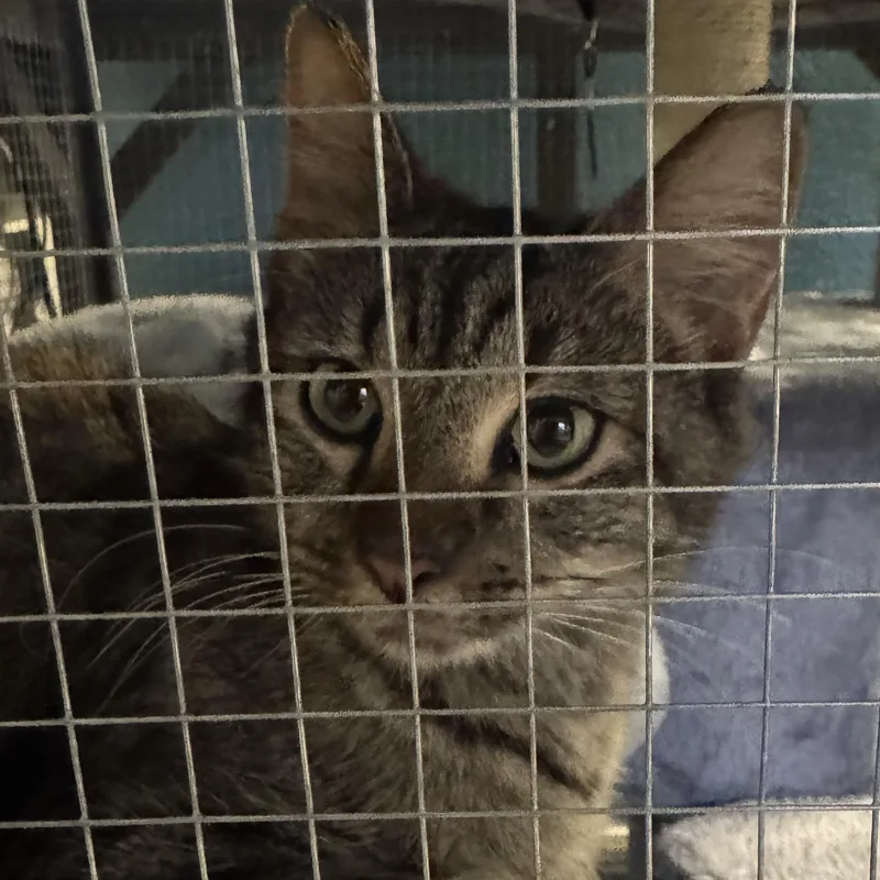 Marigold thumbnail 2