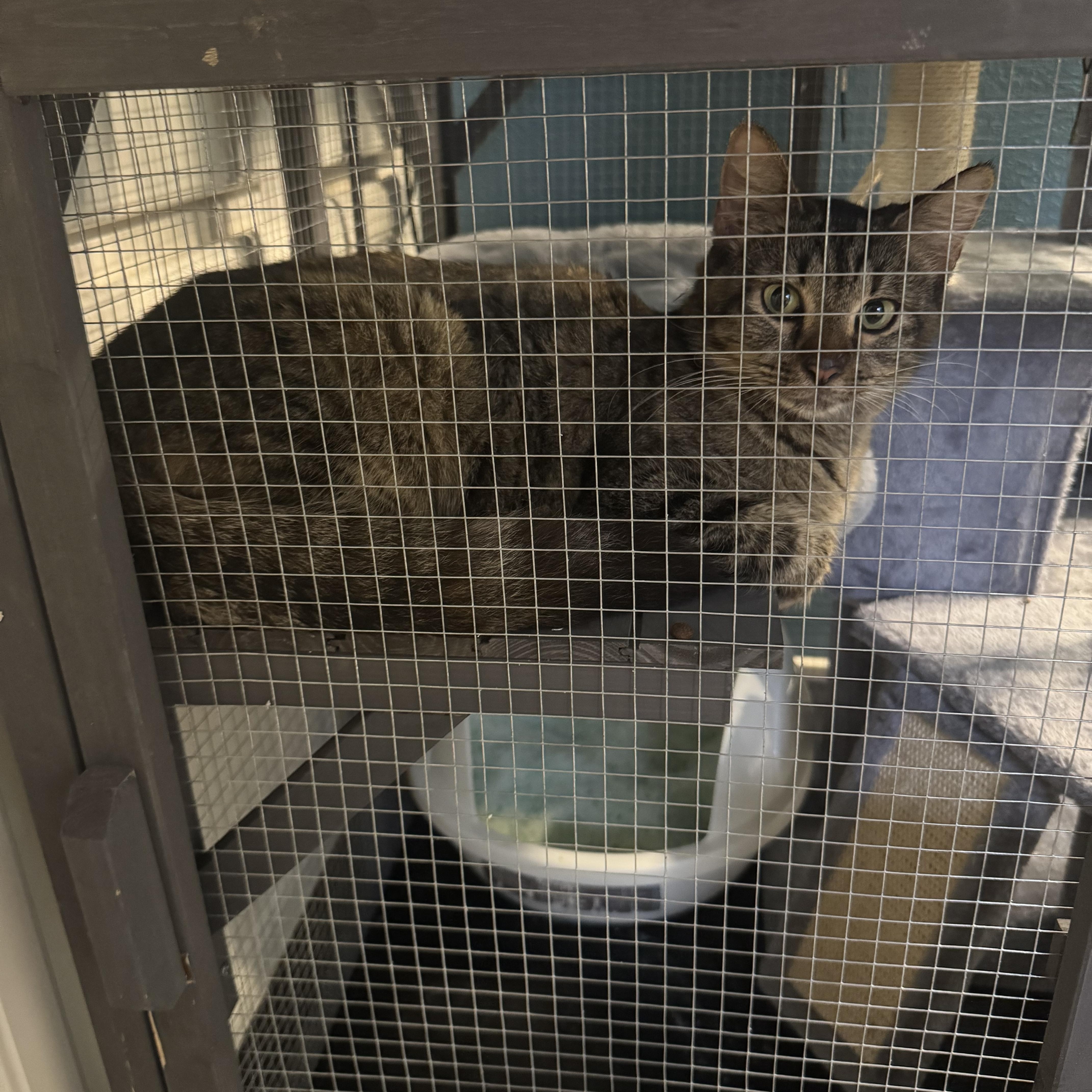 Marigold thumbnail 3