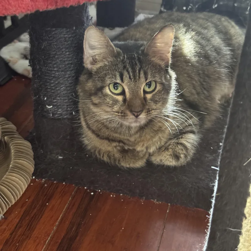 Marigold thumbnail 4