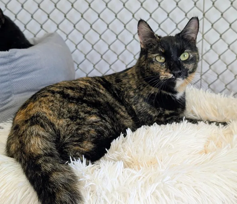 Marigold  Daffodil thumbnail 2