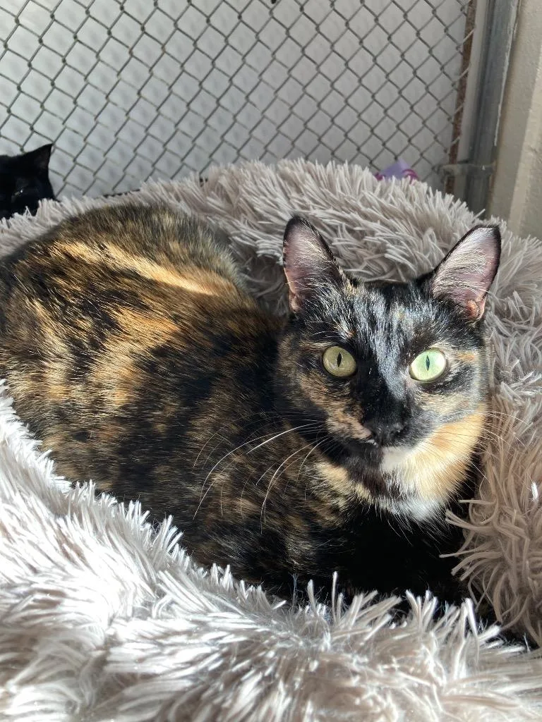 Marigold  Daffodil thumbnail 3