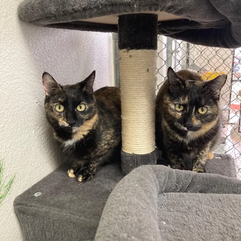 Marigold  Daffodil thumbnail 4