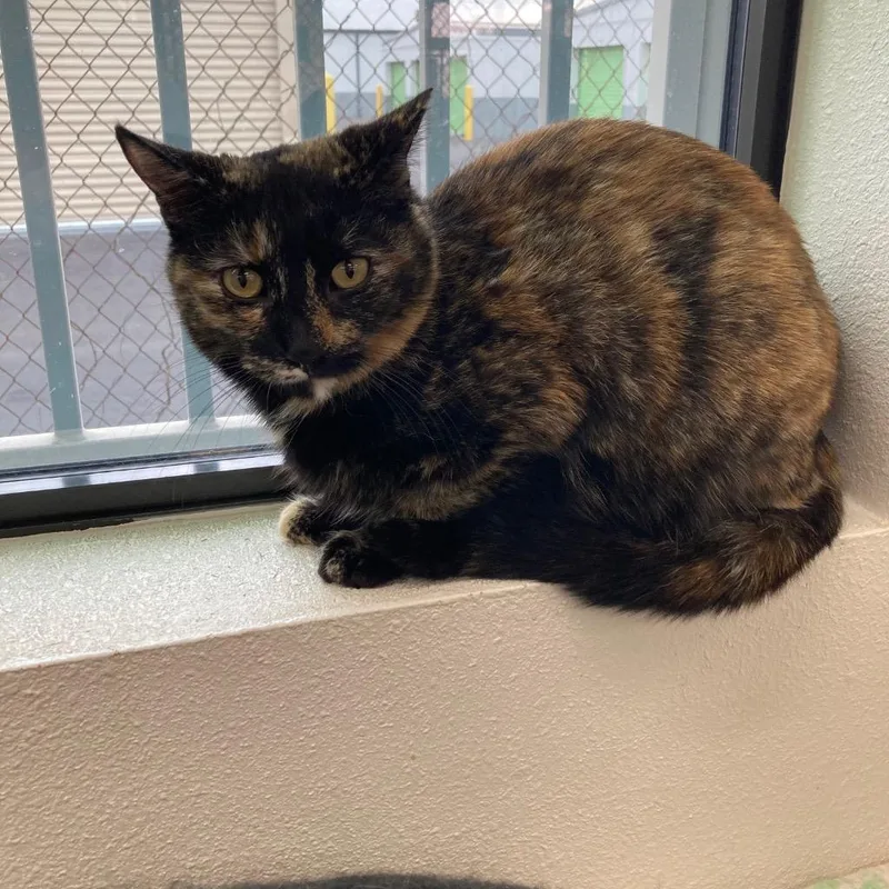 Marigold  Daffodil thumbnail 5