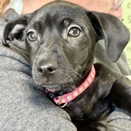 A baby small-sized female Mixed Breed dog named Aurora for adoption in Largo, FL