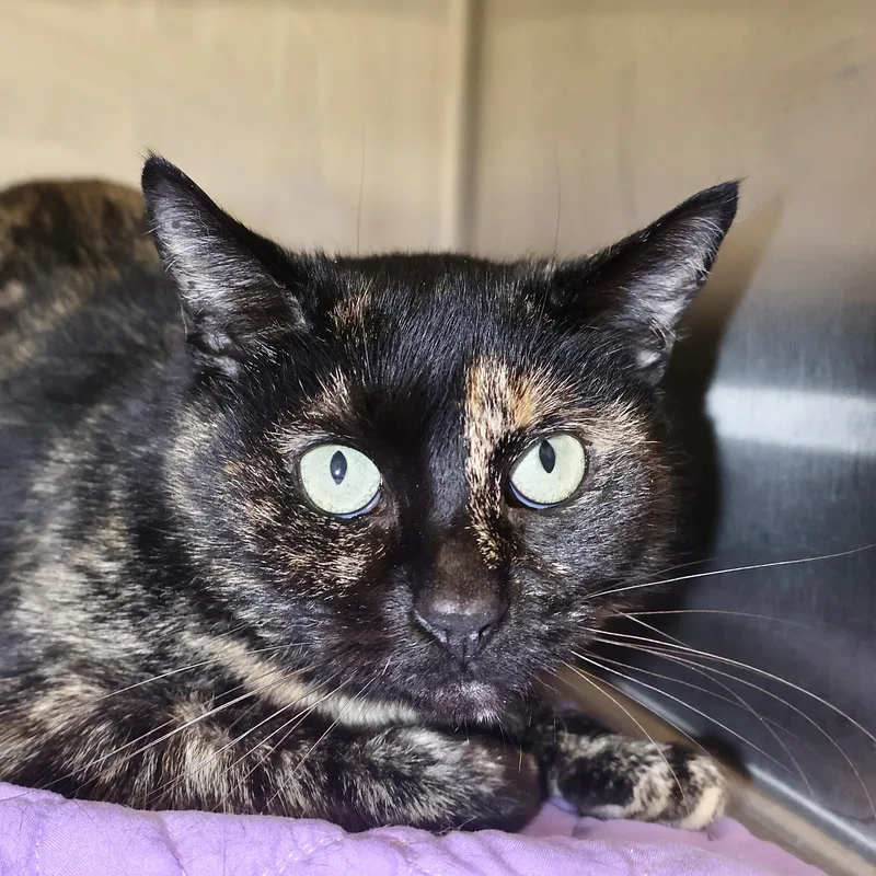 Tawna Bonded To Coco