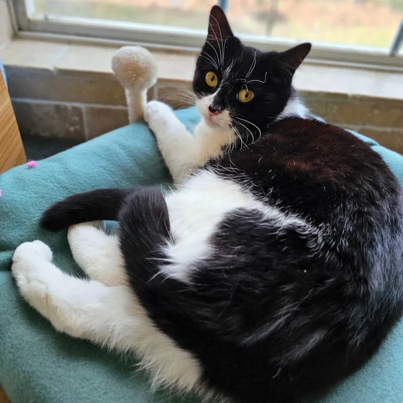 Confetti thumbnail 2