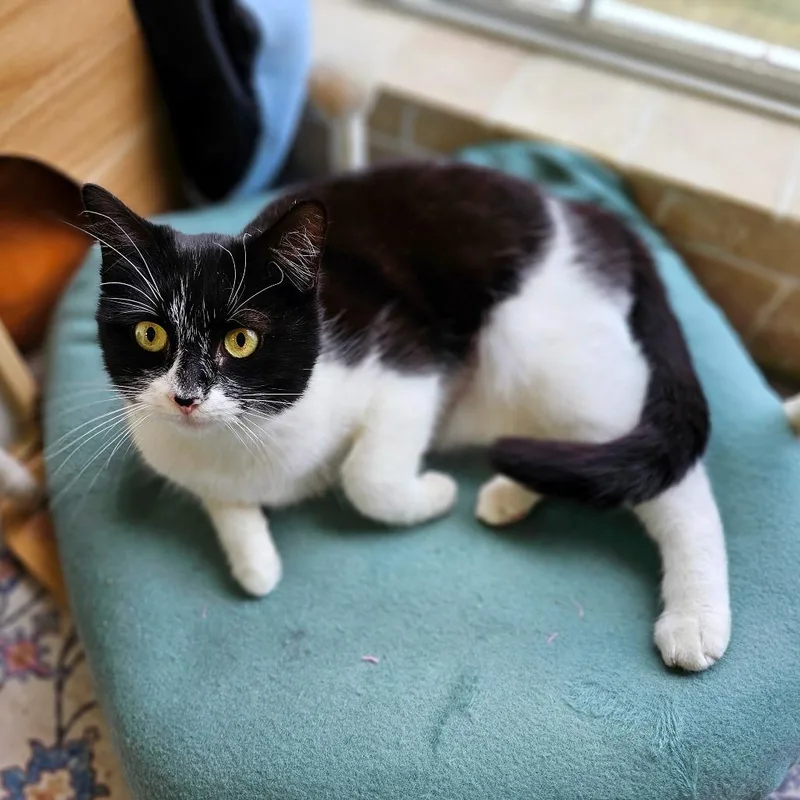 Confetti thumbnail 4