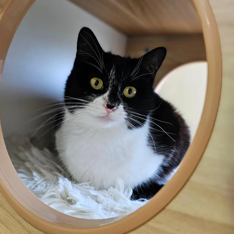 Confetti thumbnail 5