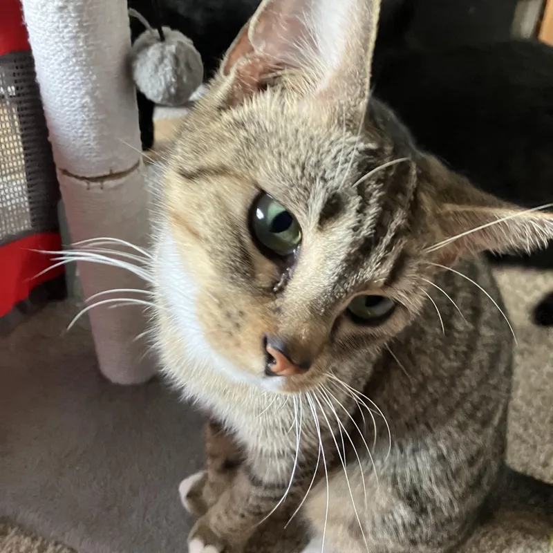 Nelly Mae =^.^= thumbnail 2