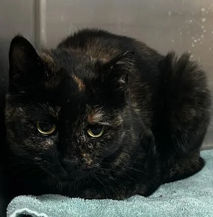 Celestia thumbnail 2