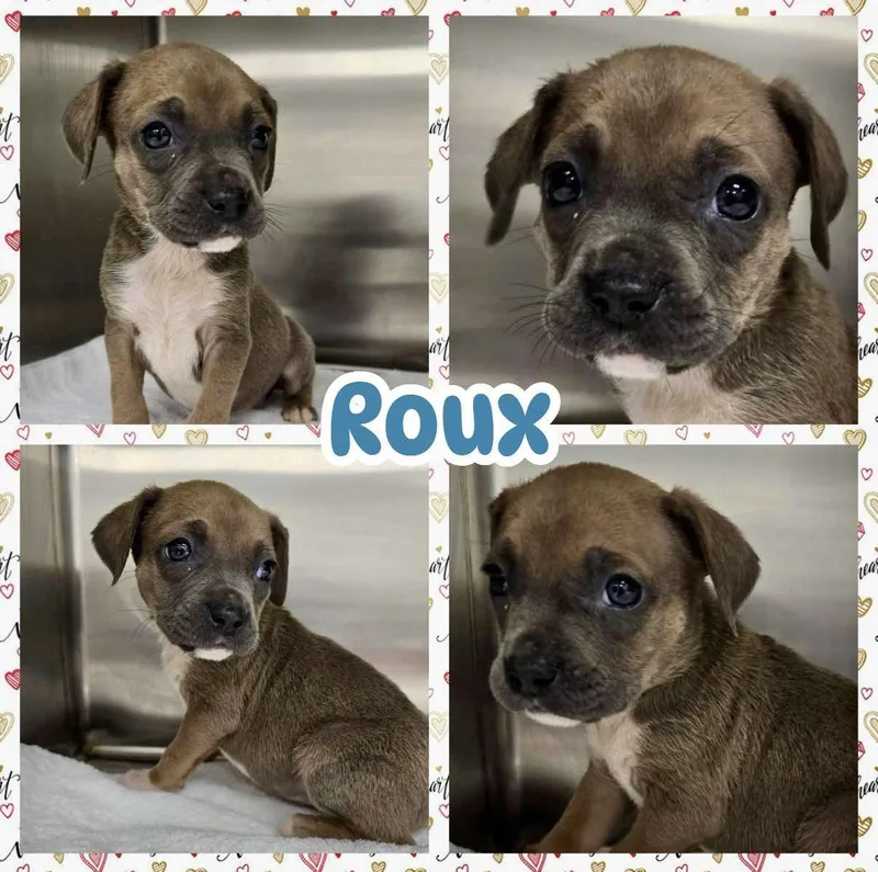 A baby small-sized male Brown / Chocolate Dachshund dog named Roux for adoption in Ringwood, NJ