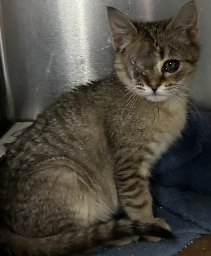 Sullivan thumbnail 2