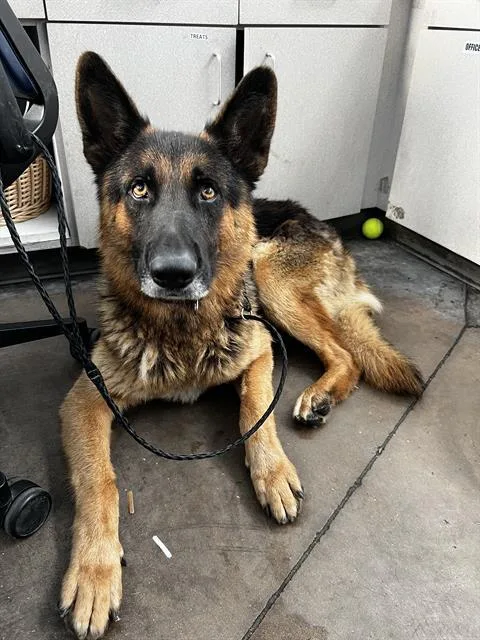An adult large-sized male German Shepherd Dog dog named Oliver for adoption in Dallas, TX