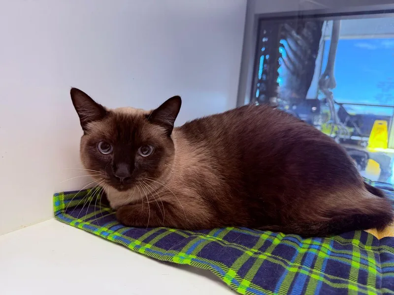 An adult medium-sized female Gray & White Siamese cat named Nutmeg for adoption in Kingman, AZ