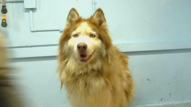 An adult large-sized male Alaskan Malamute dog named Blaze for adoption in Gardena, CA