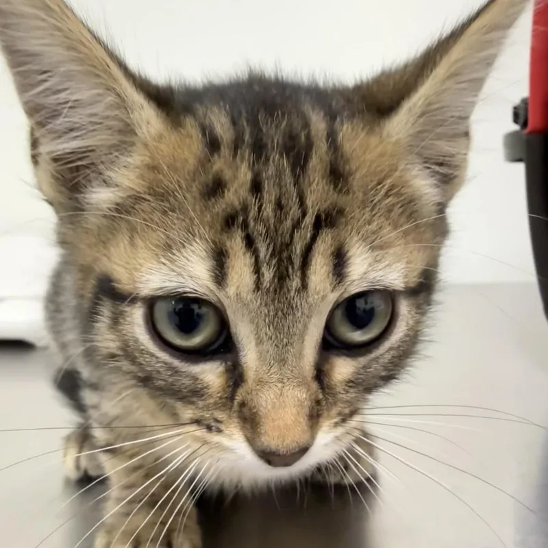 A baby small-sized female Domestic Short Hair cat named Pixy for adoption in Cumming, GA