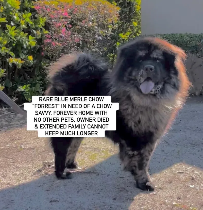 An adult medium-sized male Blue Merle Chow Chow dog named Forrest for adoption in Anaheim, CA