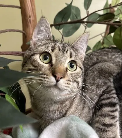 A young medium-sized male Domestic Short Hair cat named Felix for adoption in Hastings, NE