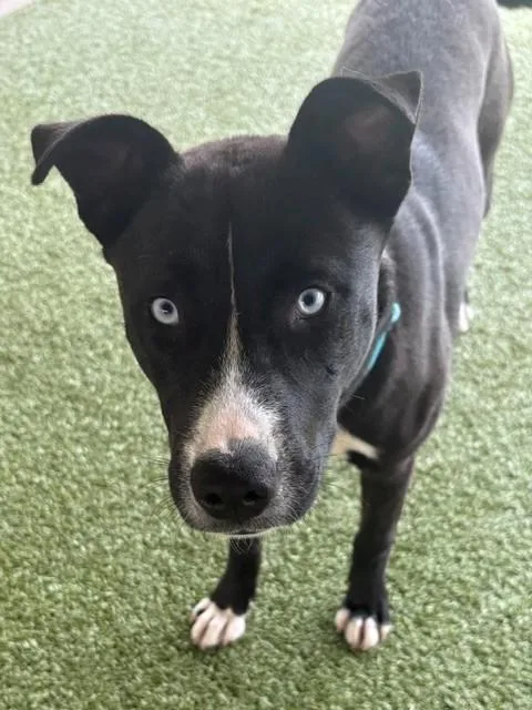 An adult medium-sized female Black Labrador Retriever dog named Chai for adoption in Fayetteville, AR