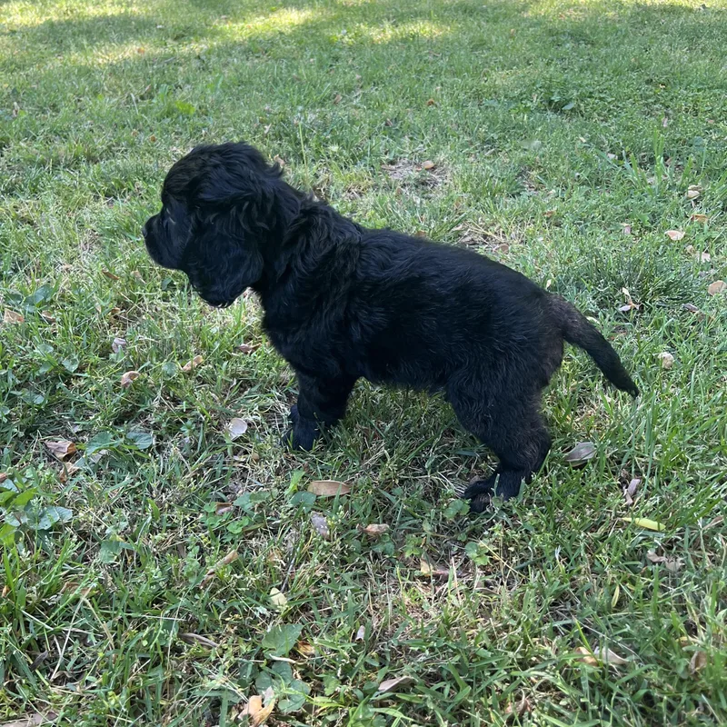 A baby medium-sized male Black Cocker Spaniel dog named Oak for adoption in Rock Hill, SC