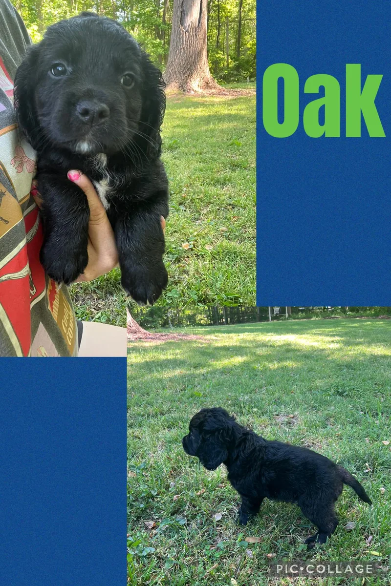 Oak thumbnail 4