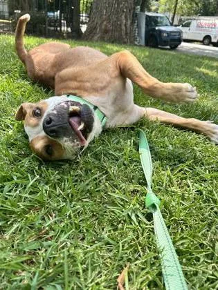 A senior large-sized female Mixed Breed dog named Ivonne for adoption in Chamblee, GA