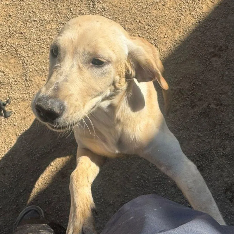 An adult medium-sized female White / Cream Labrador Retriever dog named Blossom for adoption in Kingman, AZ