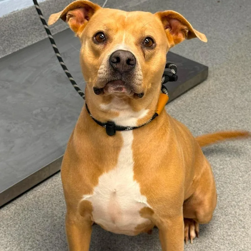 An adult medium-sized female Yellow / Tan / Blond / Fawn Pit Bull Terrier dog named Cookie Butter for adoption in Martinsville, VA