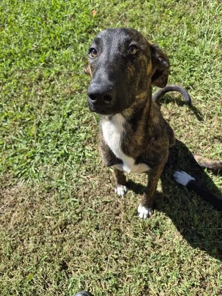 A young medium-sized male Hound dog named Ic for adoption in Lawrenceville, GA