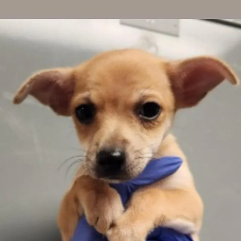 A baby small-sized female Chihuahua dog named Churro for adoption in Copiague, NY