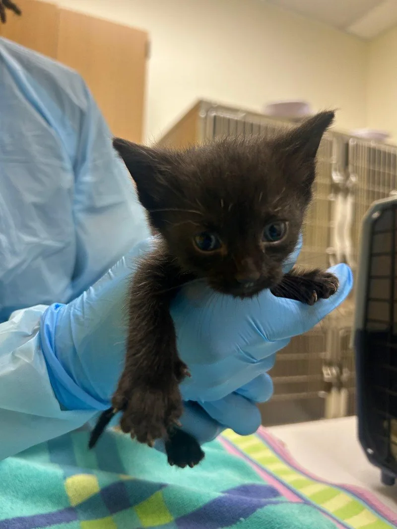 A baby small-sized male Black Domestic Short Hair cat named Auson for adoption in Raleigh, NC