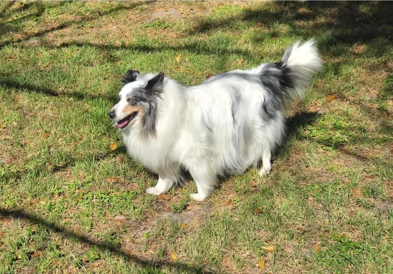 A senior medium-sized female Merle (Blue) Shetland Sheepdog / Sheltie dog named Spirit for adoption in Missouri City, TX