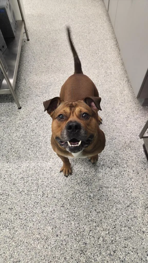 An adult large-sized male Terrier dog named Chomper for adoption in Athens, TN