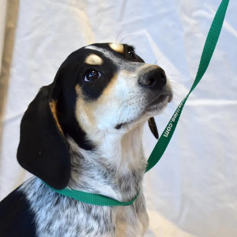 A baby medium-sized female Bluetick Coonhound dog named Britta for adoption in Rifle, CO
