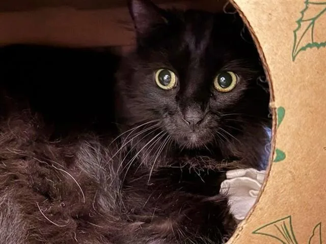An adult small-sized male Domestic Short Hair cat named Salem for adoption in Saint Louis, MO