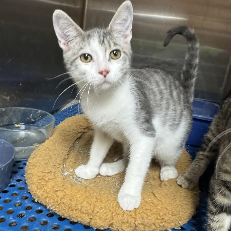 A young medium-sized male Tabby (Gray / Blue / Silver) Domestic Short Hair cat named Prince for adoption in Breese, IL