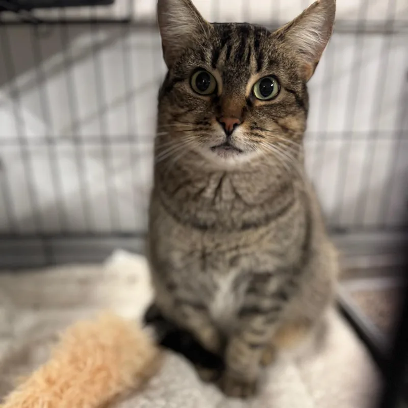 Stella Arc thumbnail 2