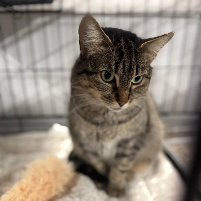 Stella Arc thumbnail 3