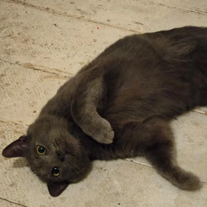 Stormy Arc thumbnail 2