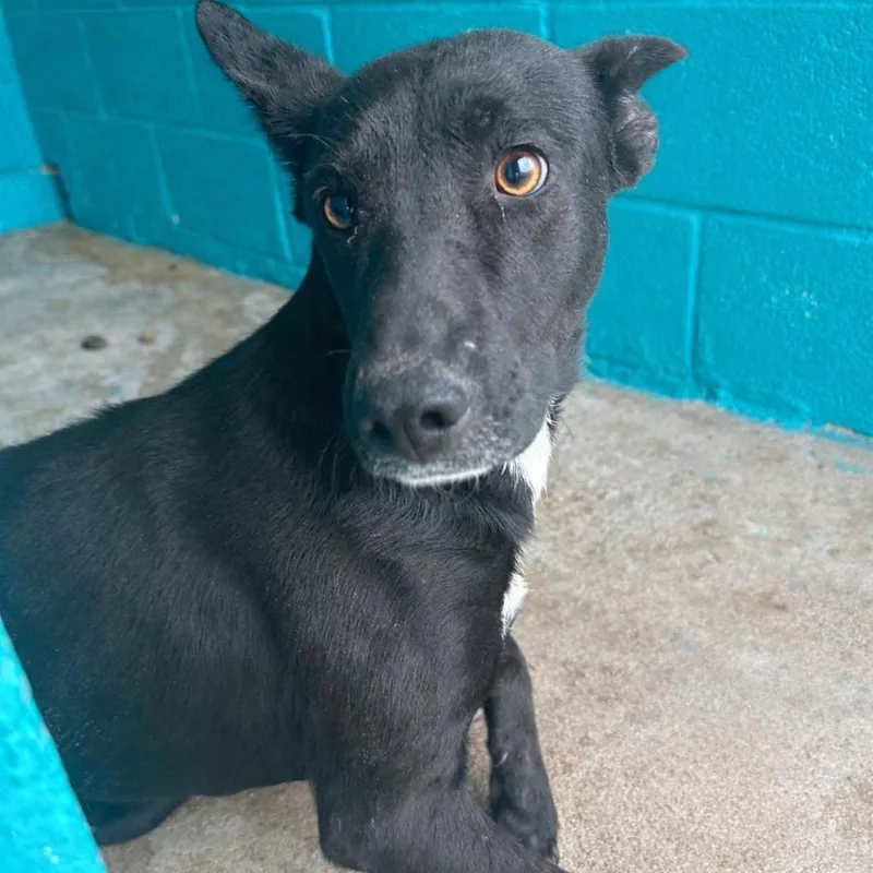 Mango Lassi thumbnail 2