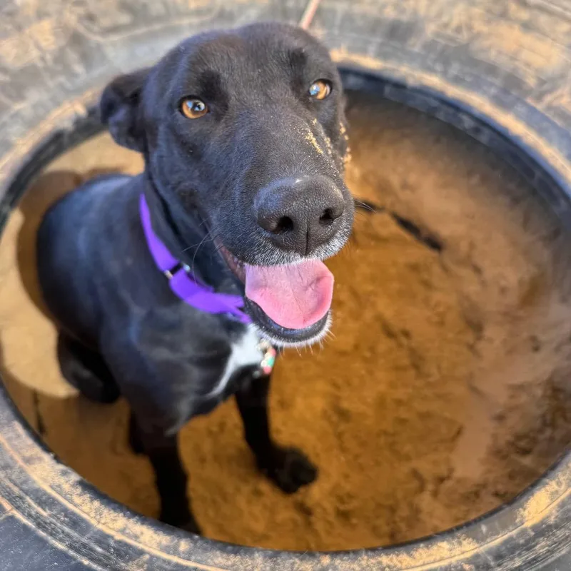 Mango Lassi thumbnail 3