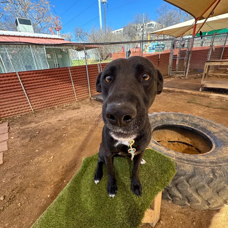 Mango Lassi thumbnail 4